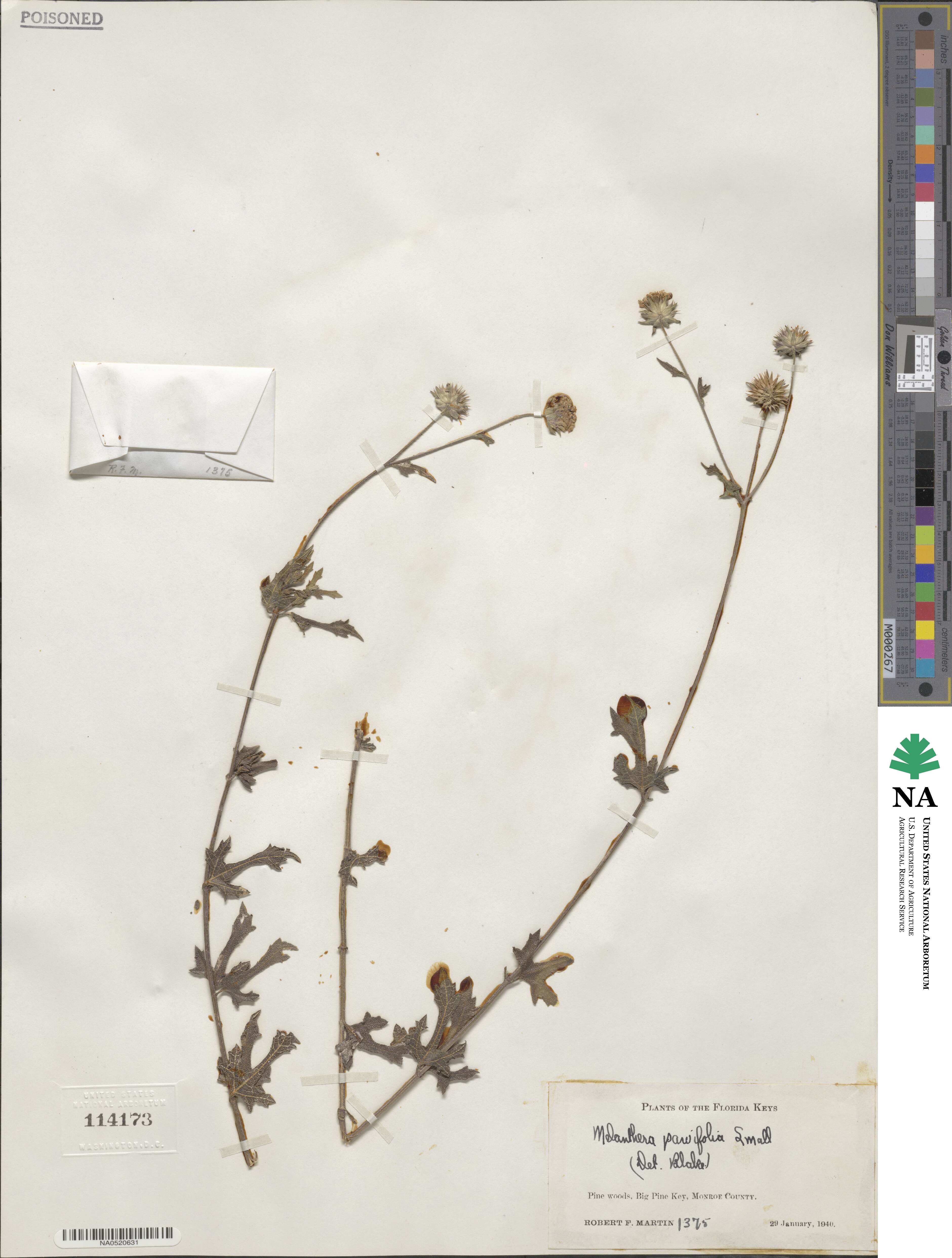 Melanthera parvifolia image