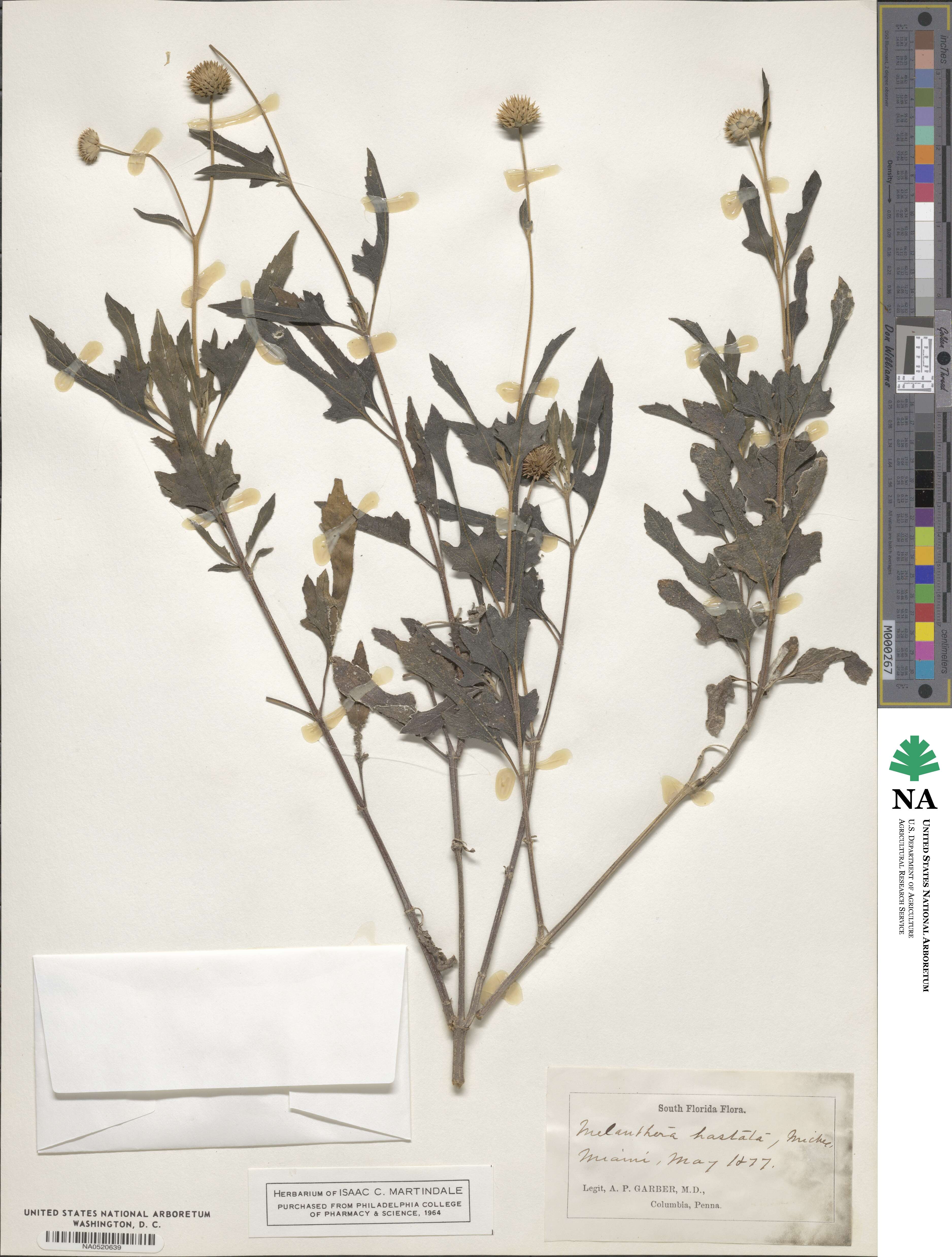Melanthera nivea image