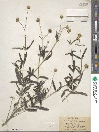 Melanthera angustifolia image