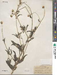 Melanthera angustifolia image