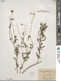 Melanthera angustifolia image