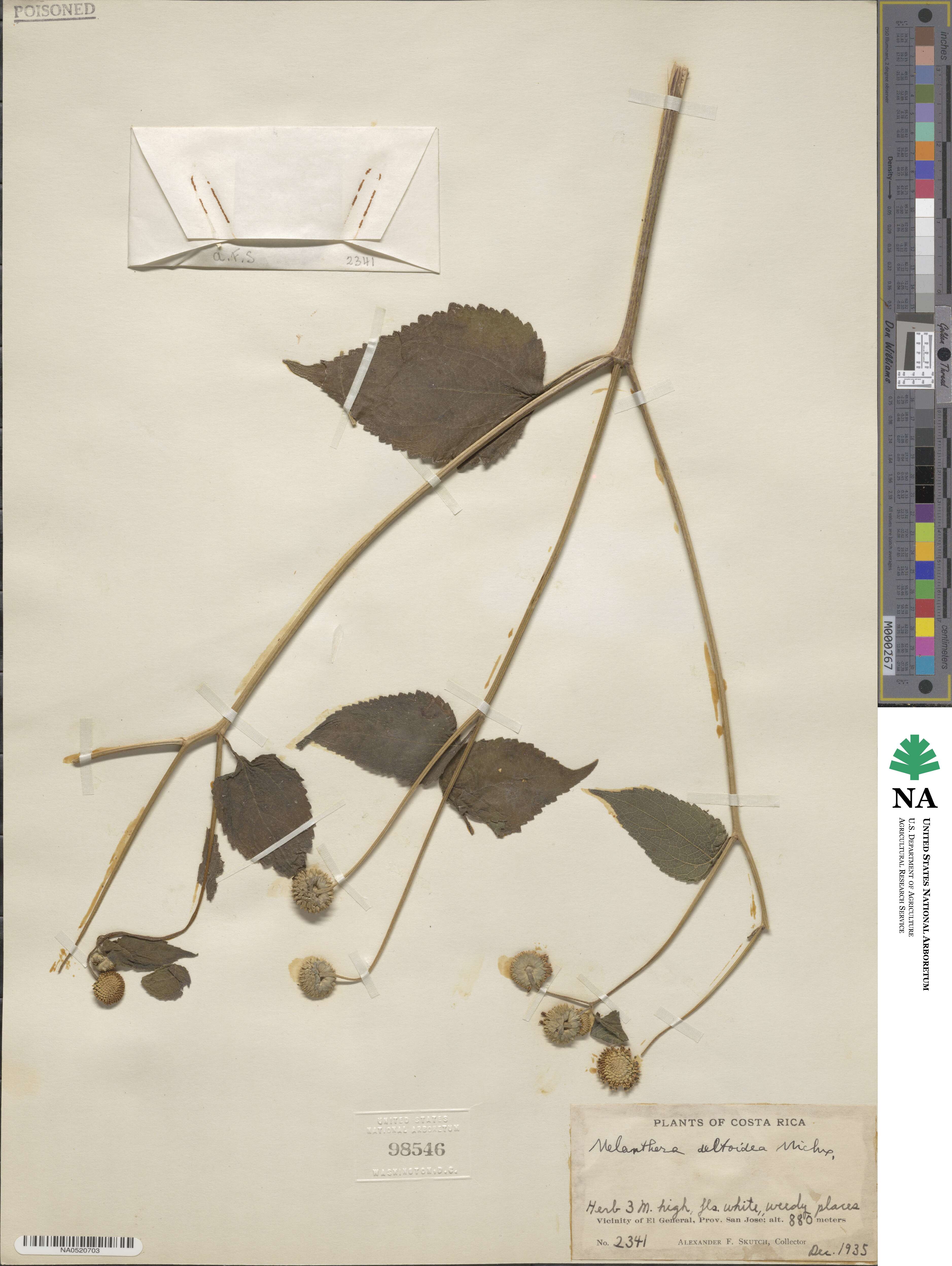 Melanthera nivea image