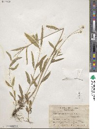 Melanthera angustifolia image