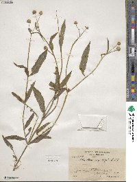 Melanthera angustifolia image