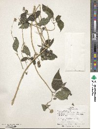 Salmea scandens image