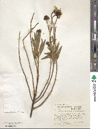 Flourensia resinosa image