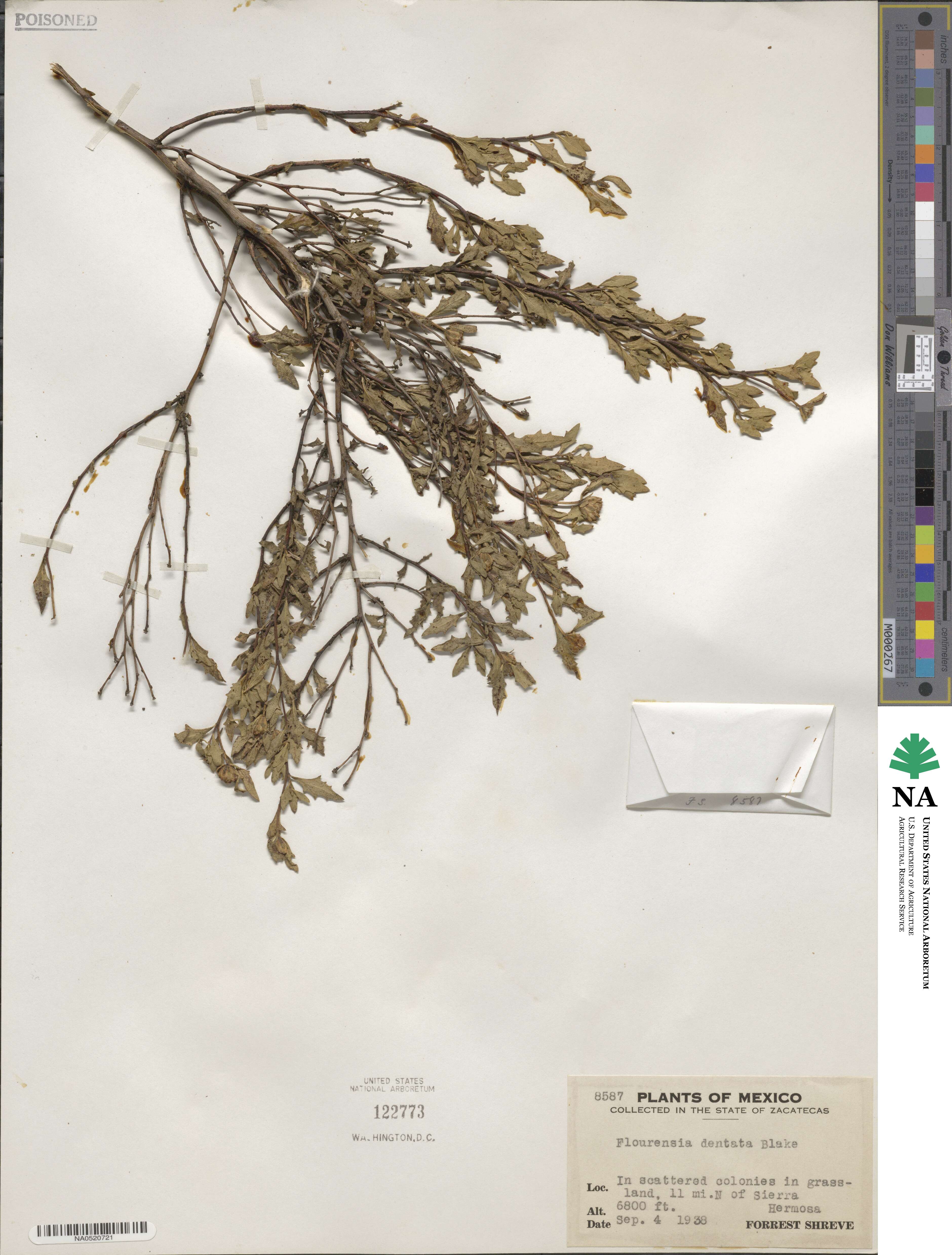 Flourensia dentata image