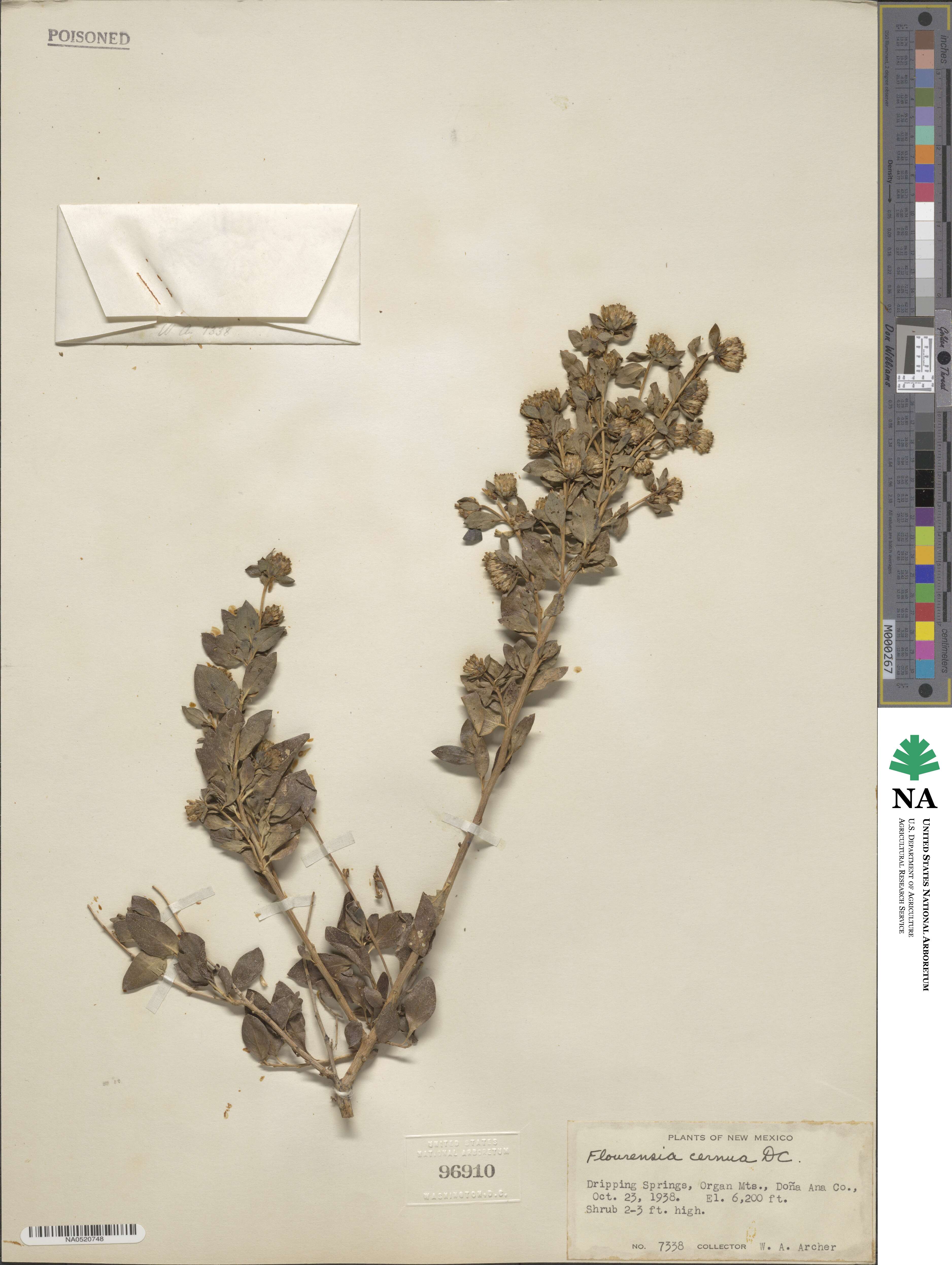 Flourensia cernua image
