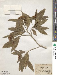 Flourensia laurifolia image