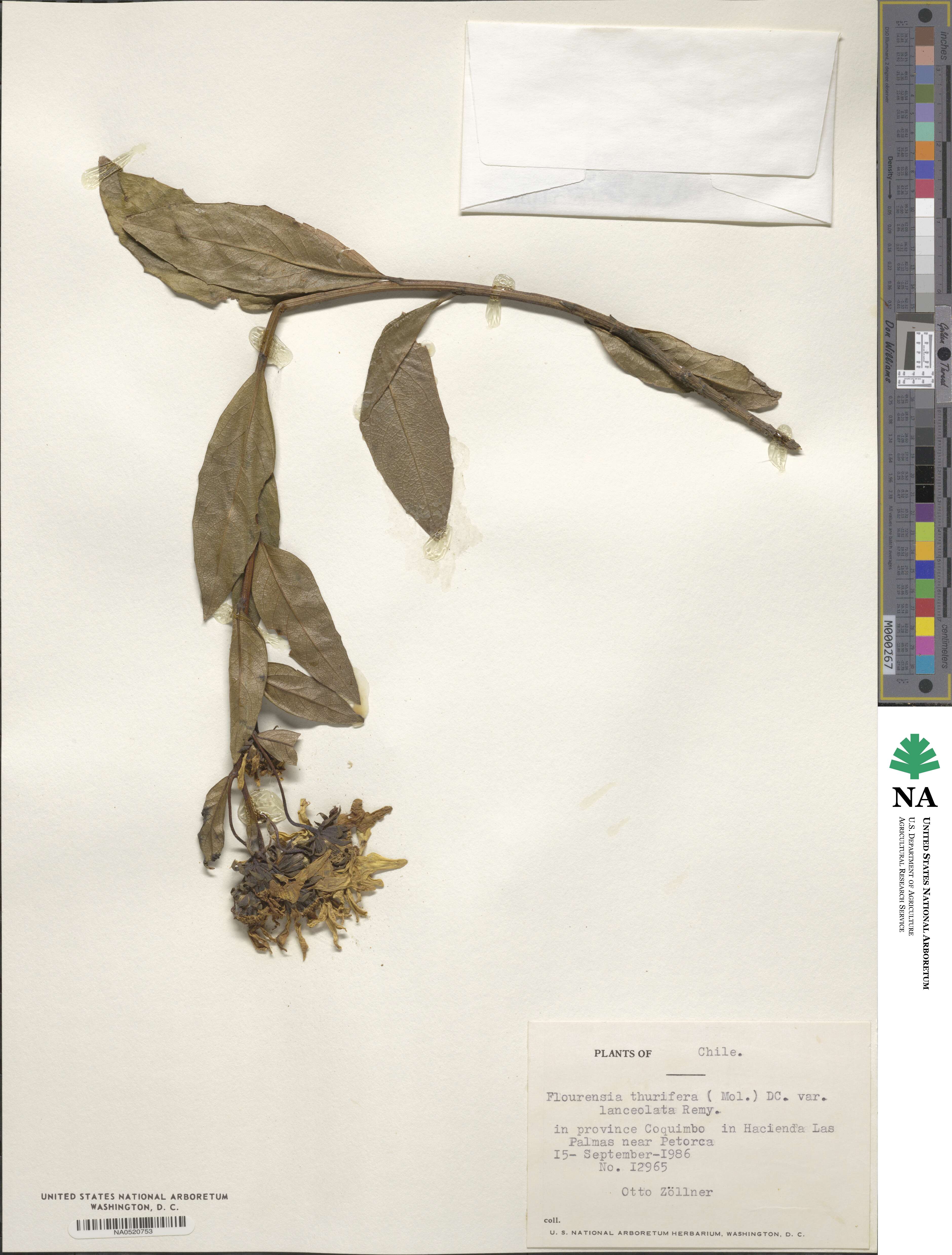 Flourensia thurifera image