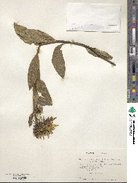 Flourensia thurifera image