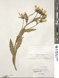 Flourensia thurifera image