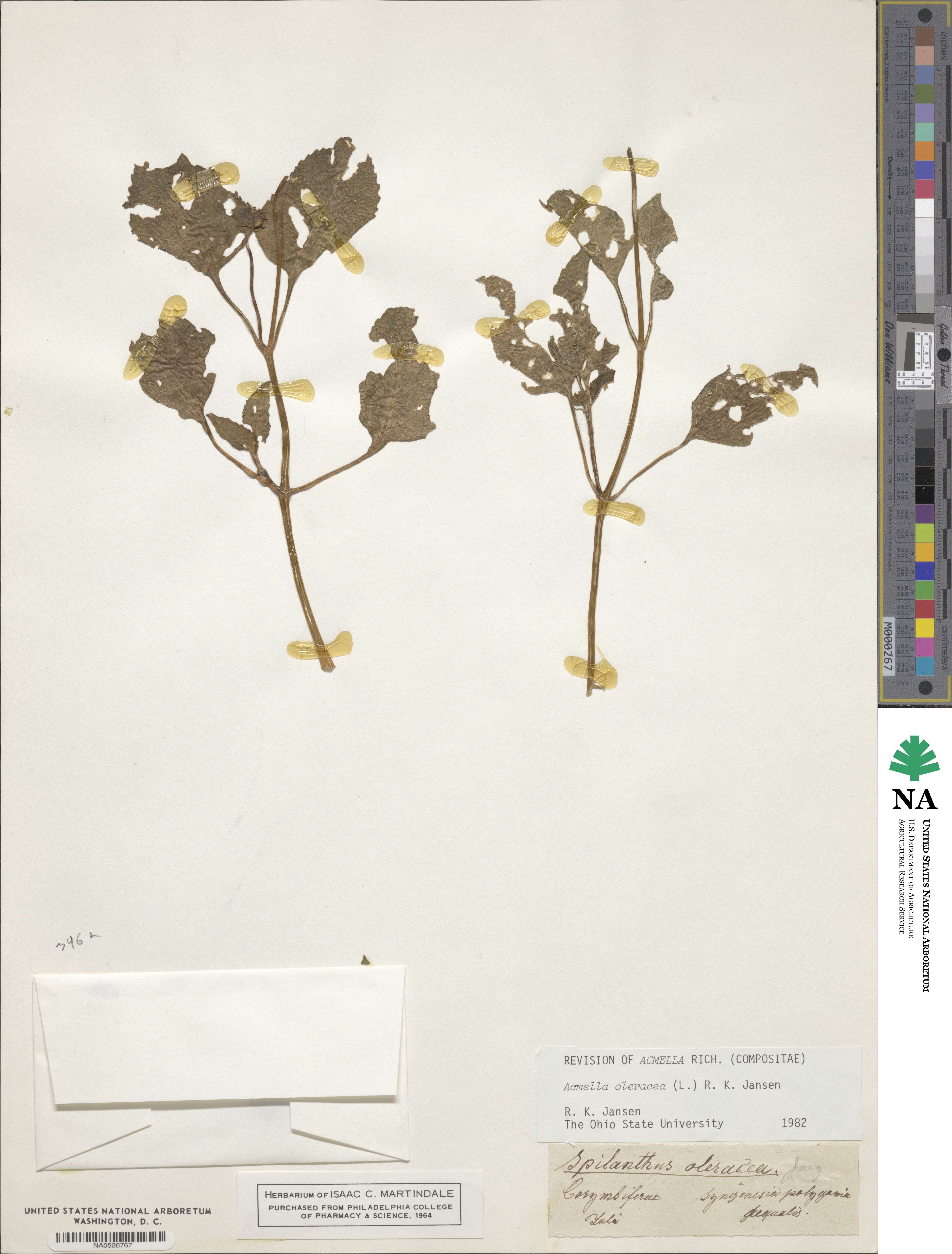Acmella oleracea image