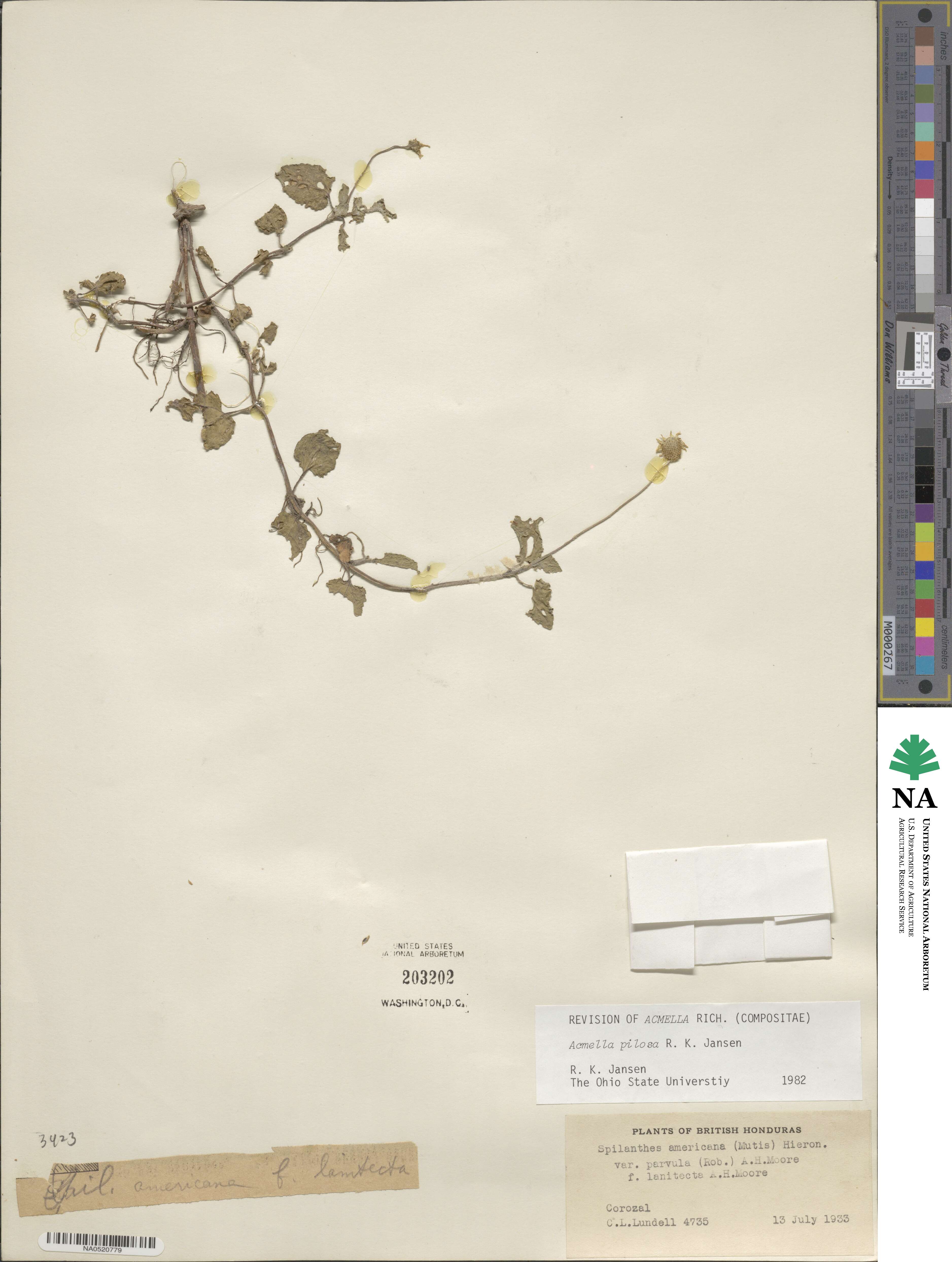 Spilanthes image