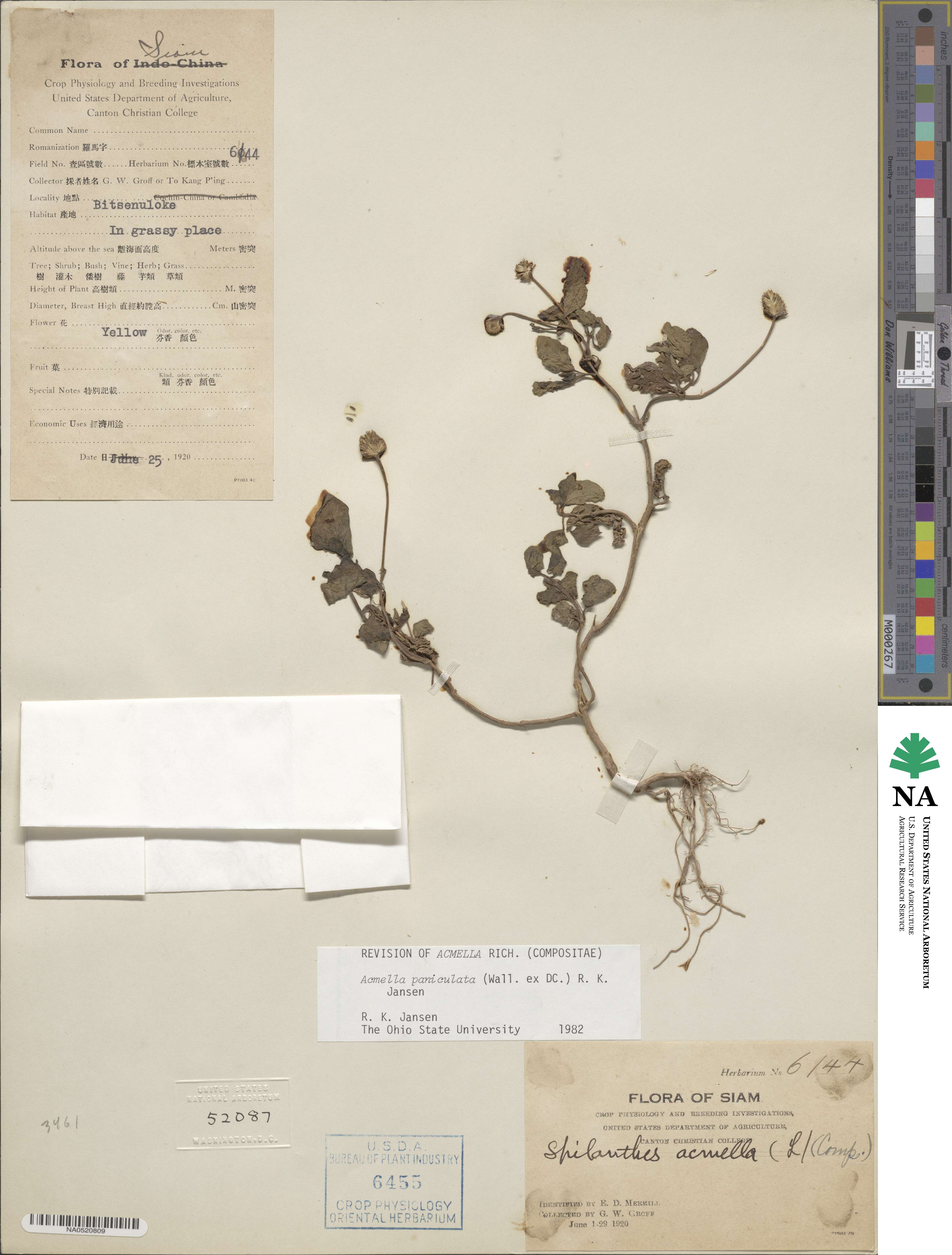 Acmella paniculata image