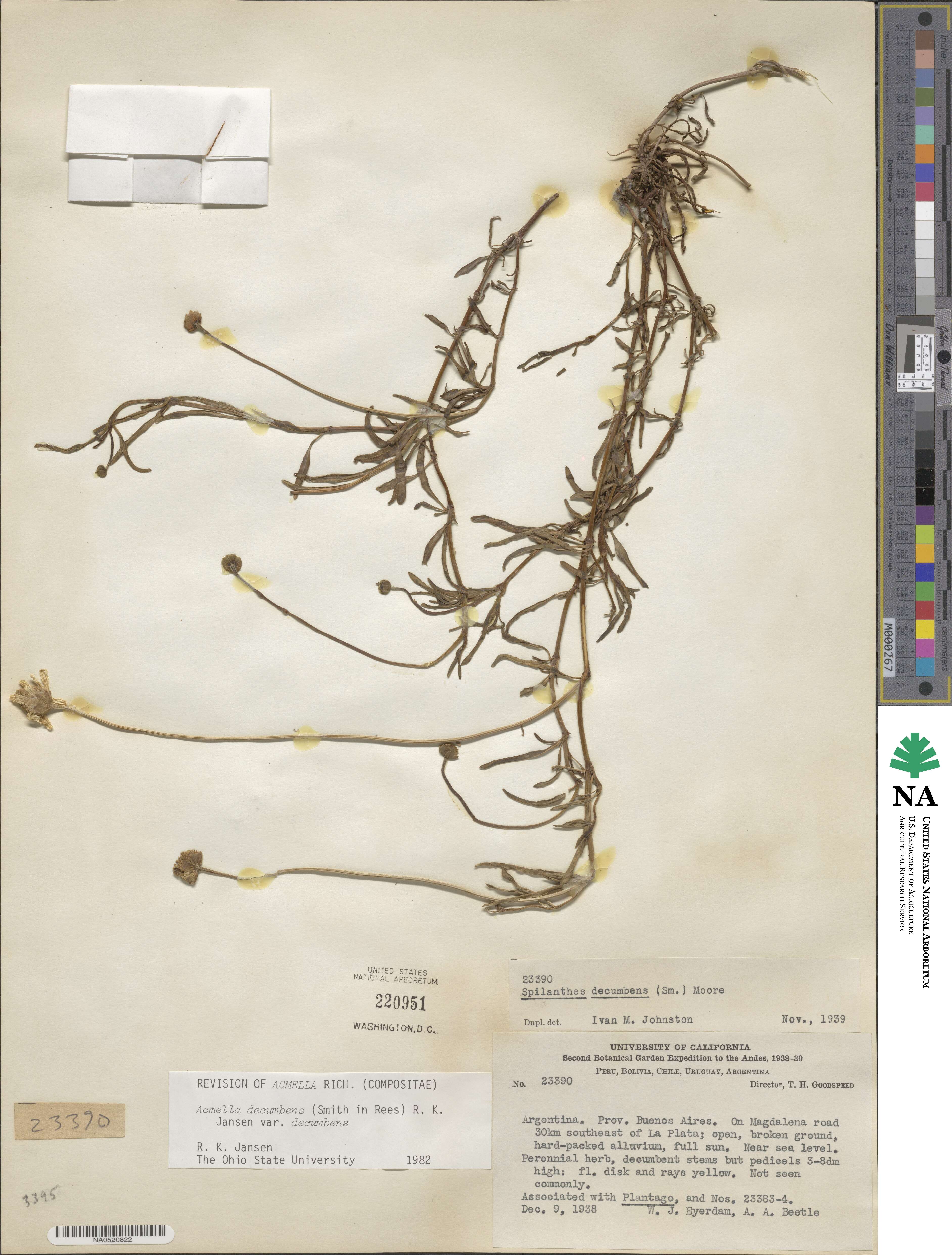 Acmella decumbens image