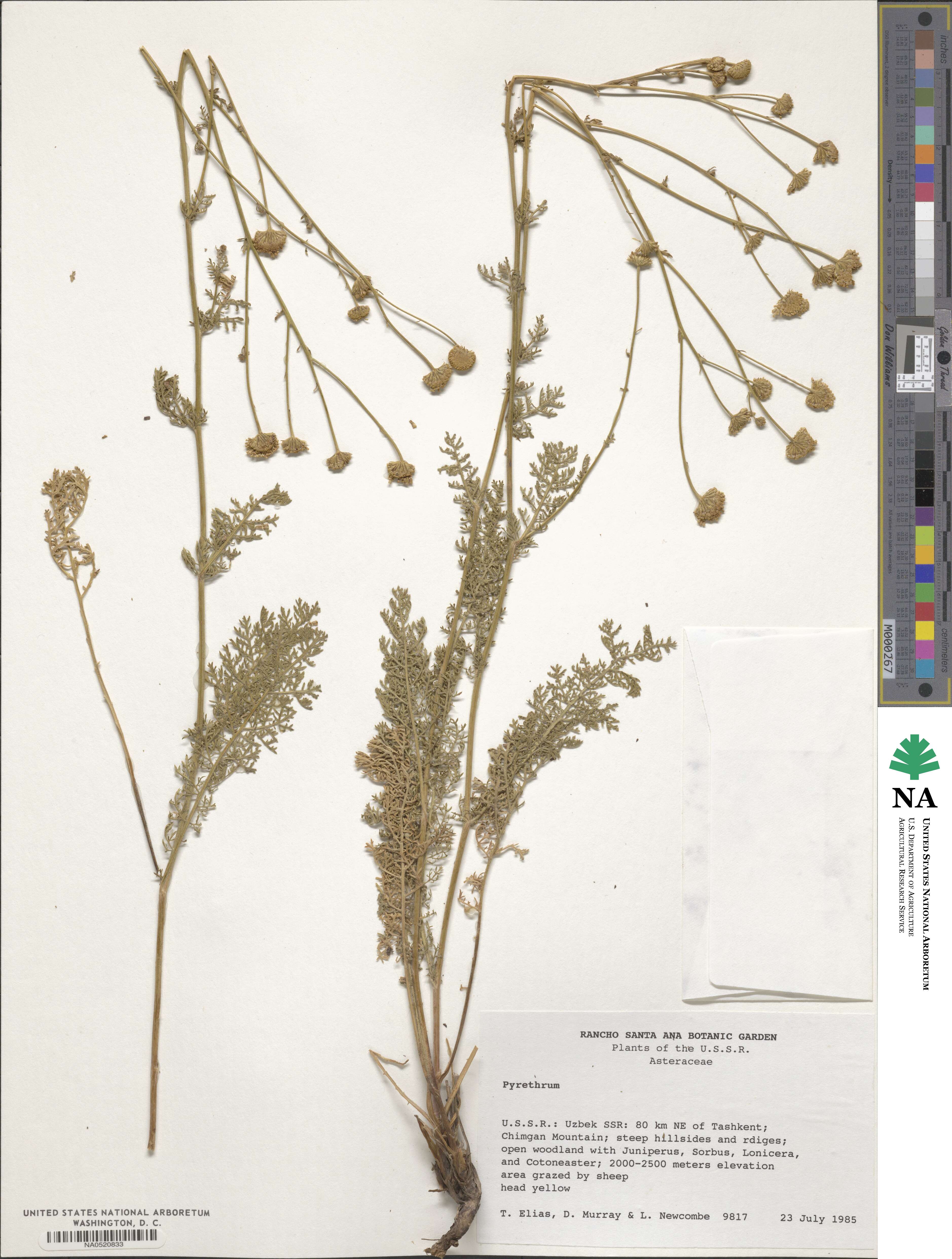 Pyrethrum image