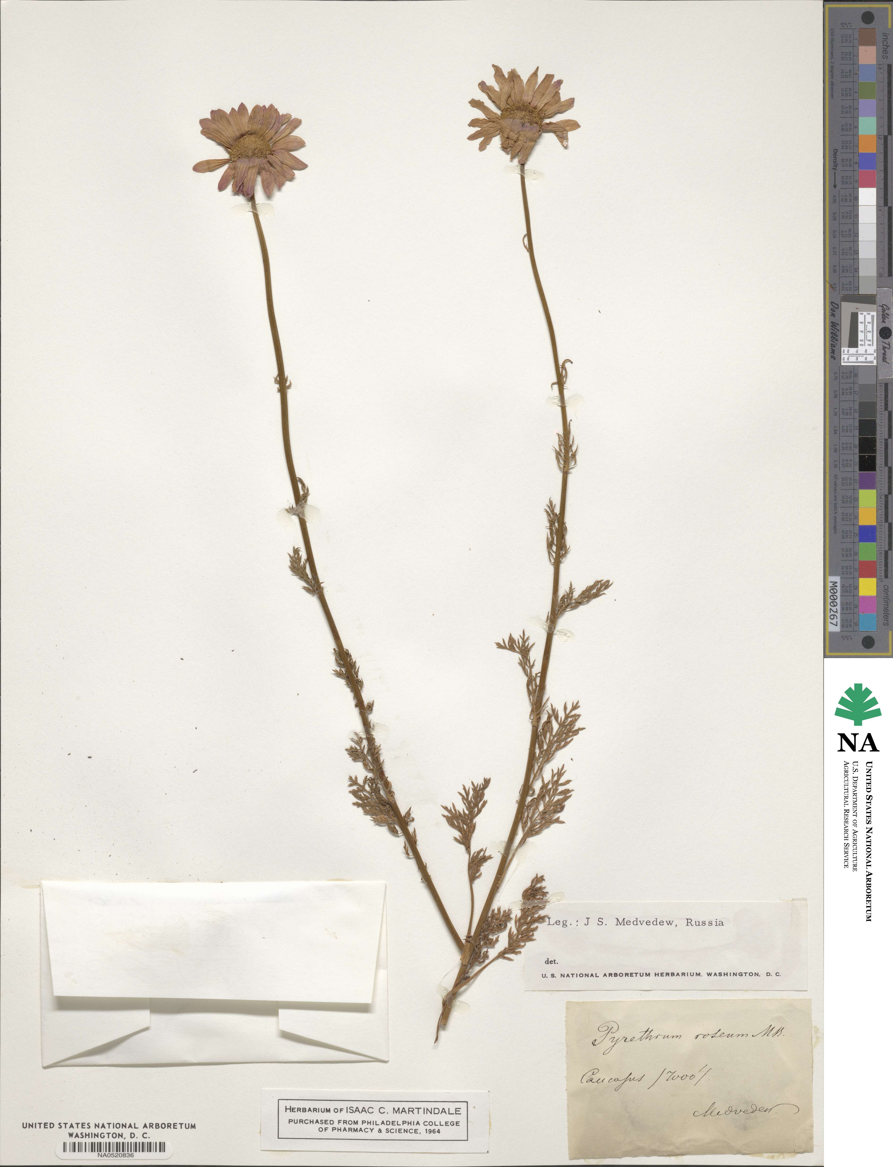 Pyrethrum roseum image