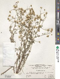 Image of Tanacetum niveum