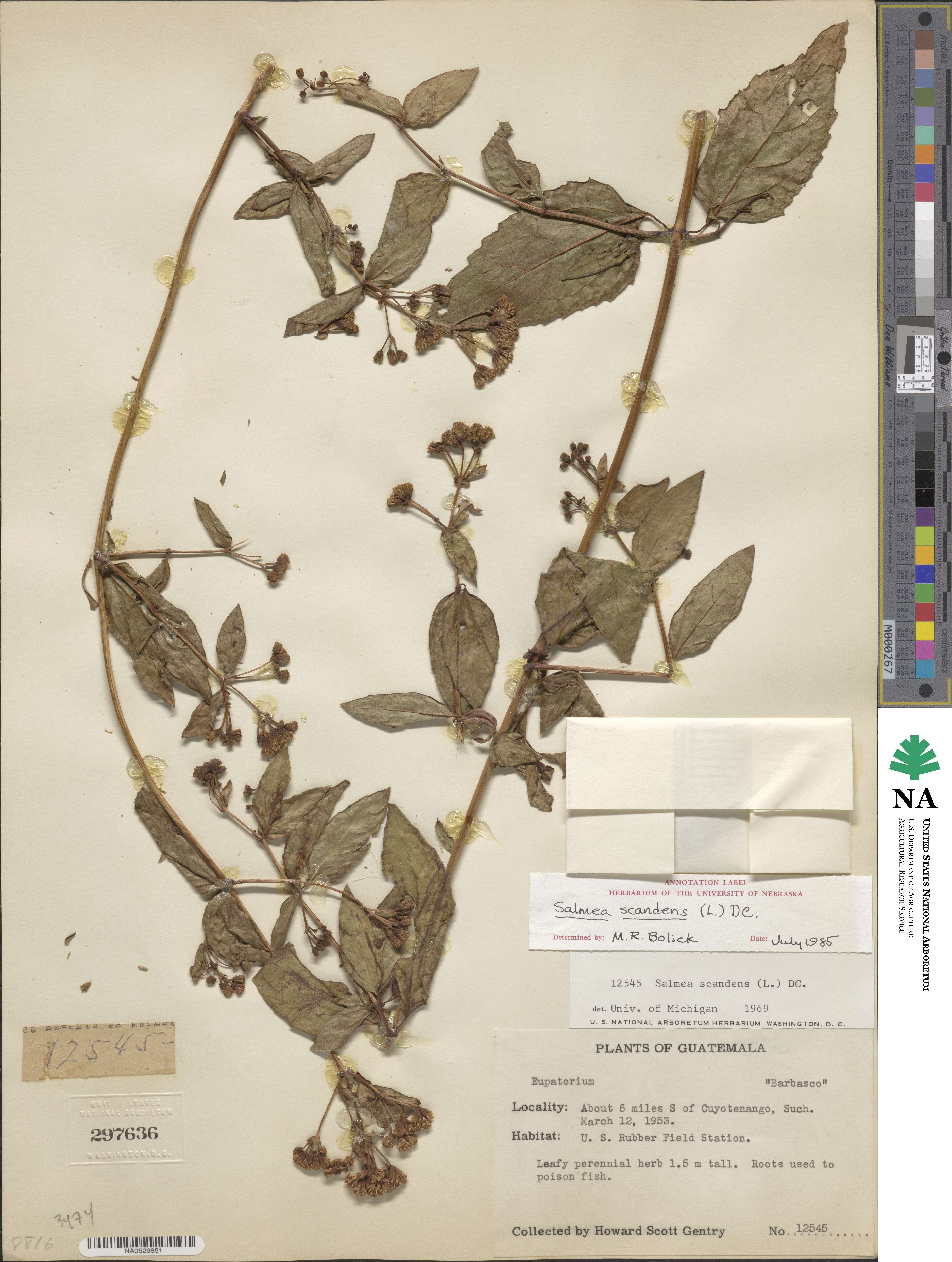 Salmea scandens image