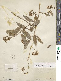 Salmea scandens image