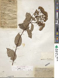 Salmea scandens image