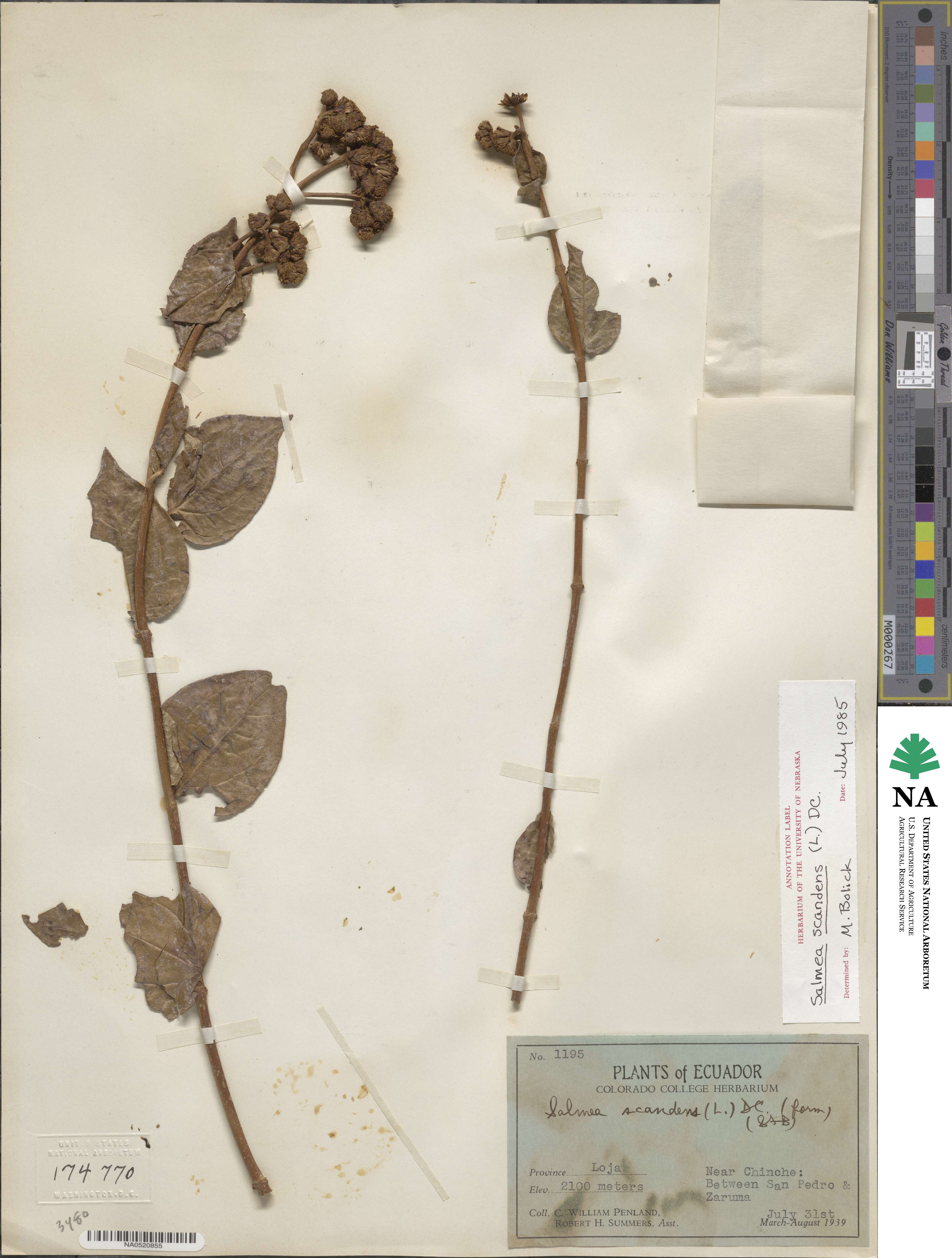 Salmea scandens image