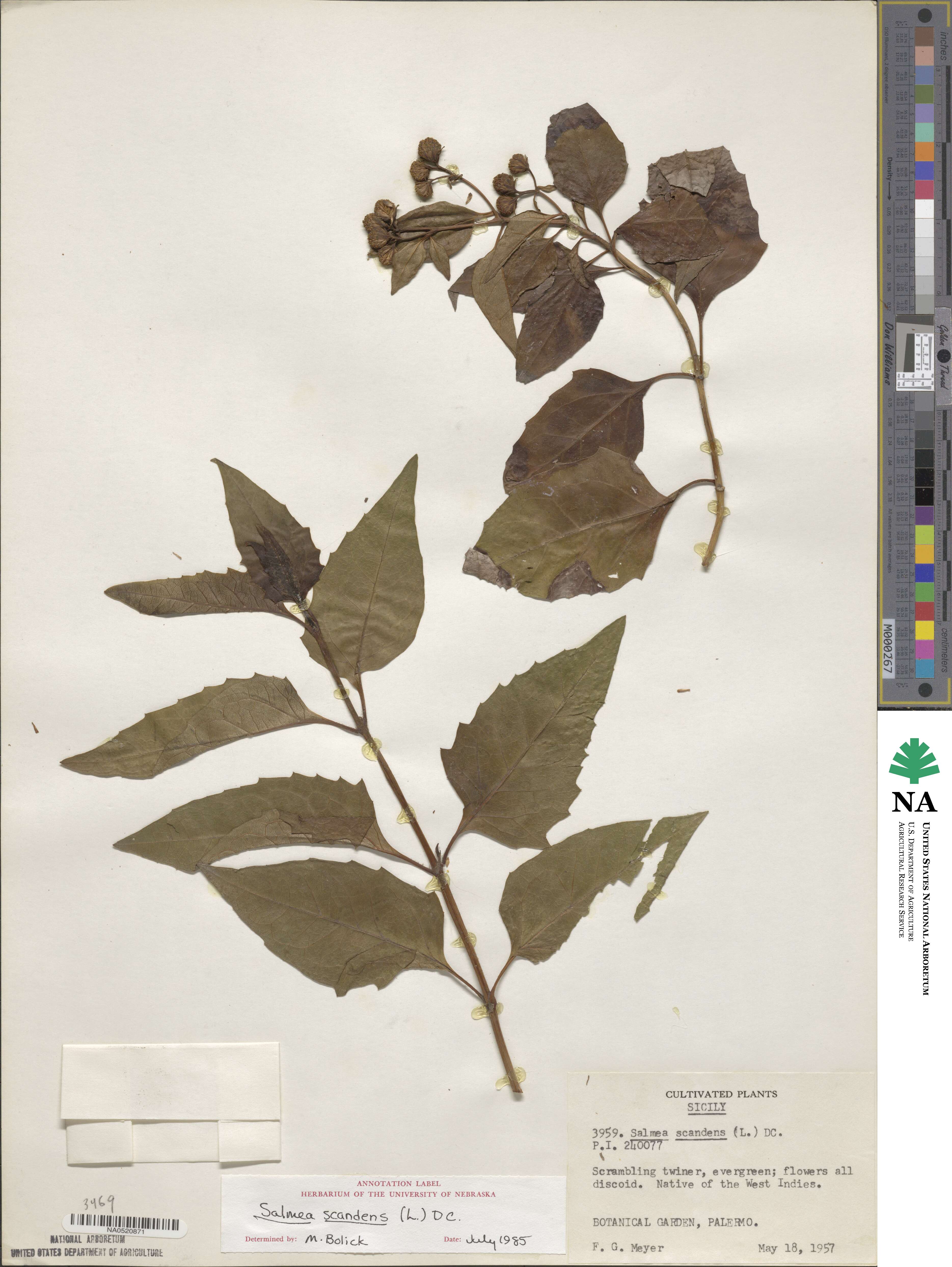 Salmea scandens image