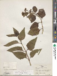 Salmea scandens image