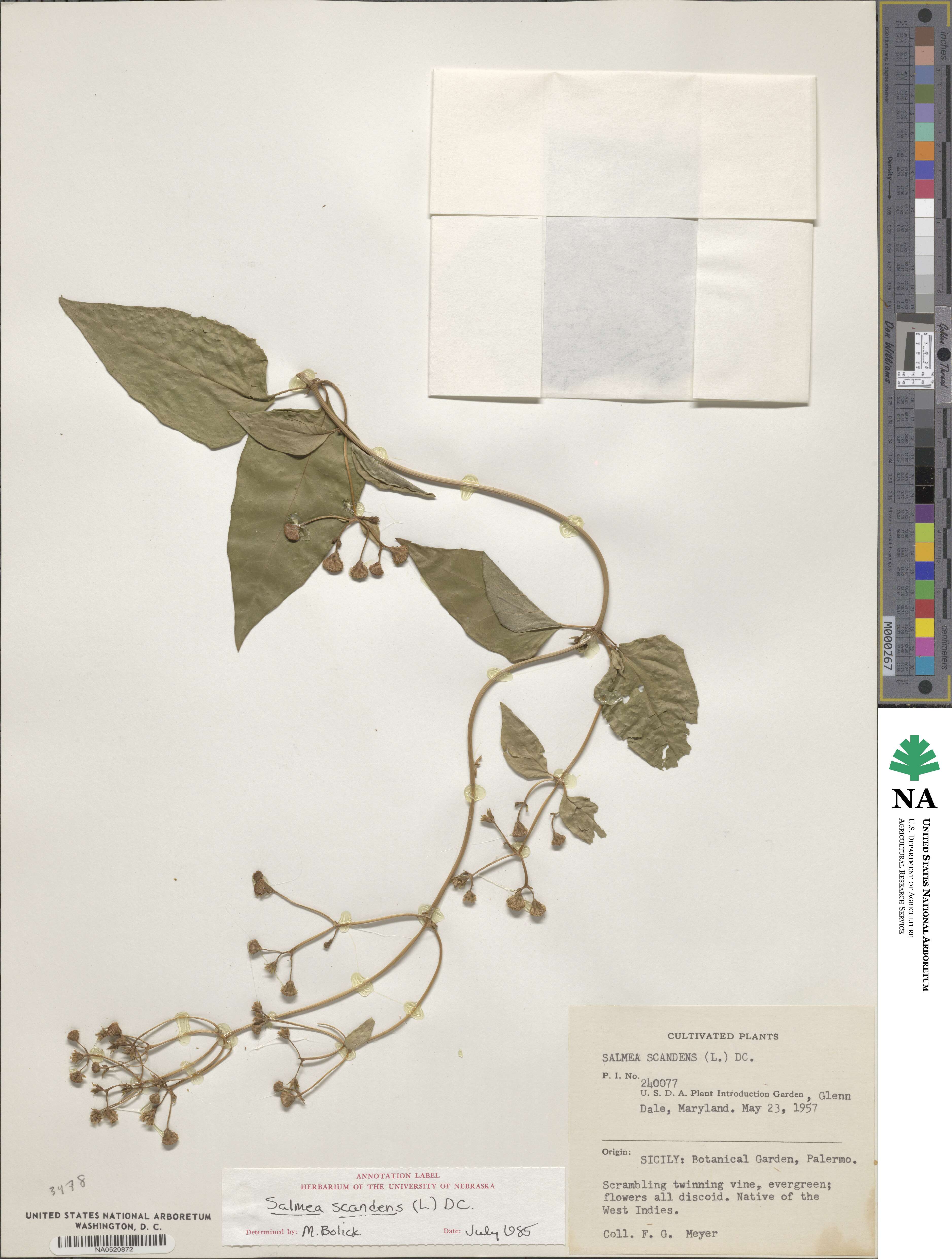 Salmea scandens image