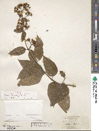 Salmea scandens image