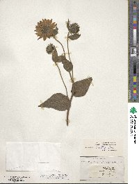 Helianthus mollis image