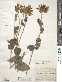 Helianthus mollis image