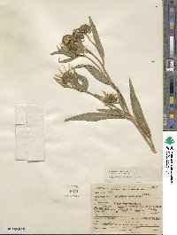 Helianthus nuttallii image