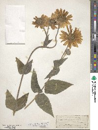 Helianthus mollis image