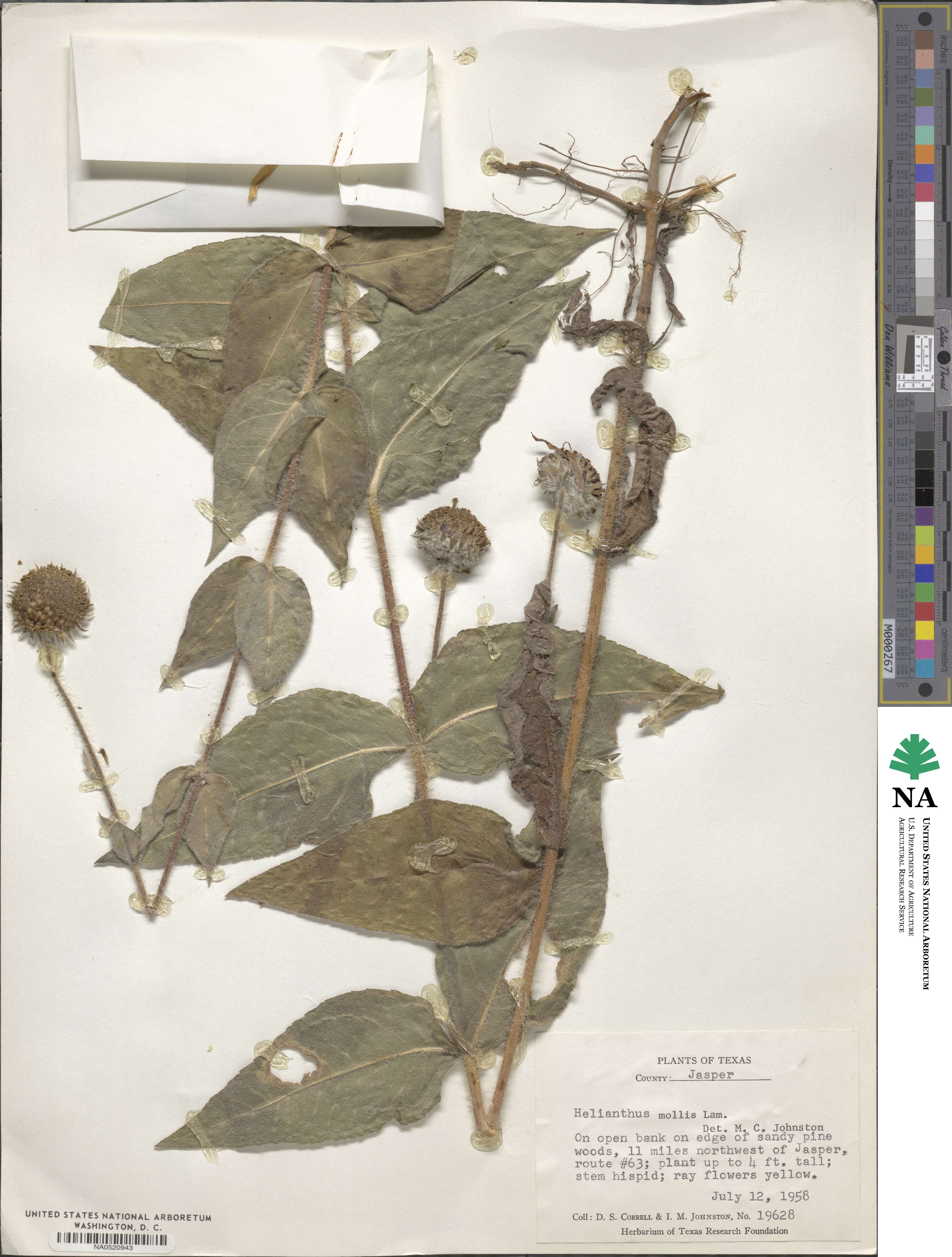 Helianthus mollis image