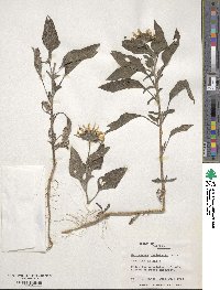 Helianthus petiolaris image