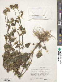 Helianthus petiolaris image