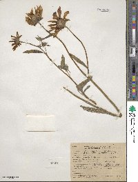 Helianthus petiolaris image