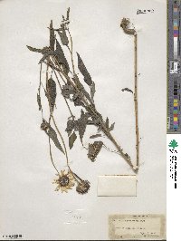 Helianthus petiolaris image