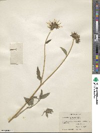 Helianthus petiolaris image