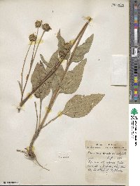 Helianthus occidentalis image