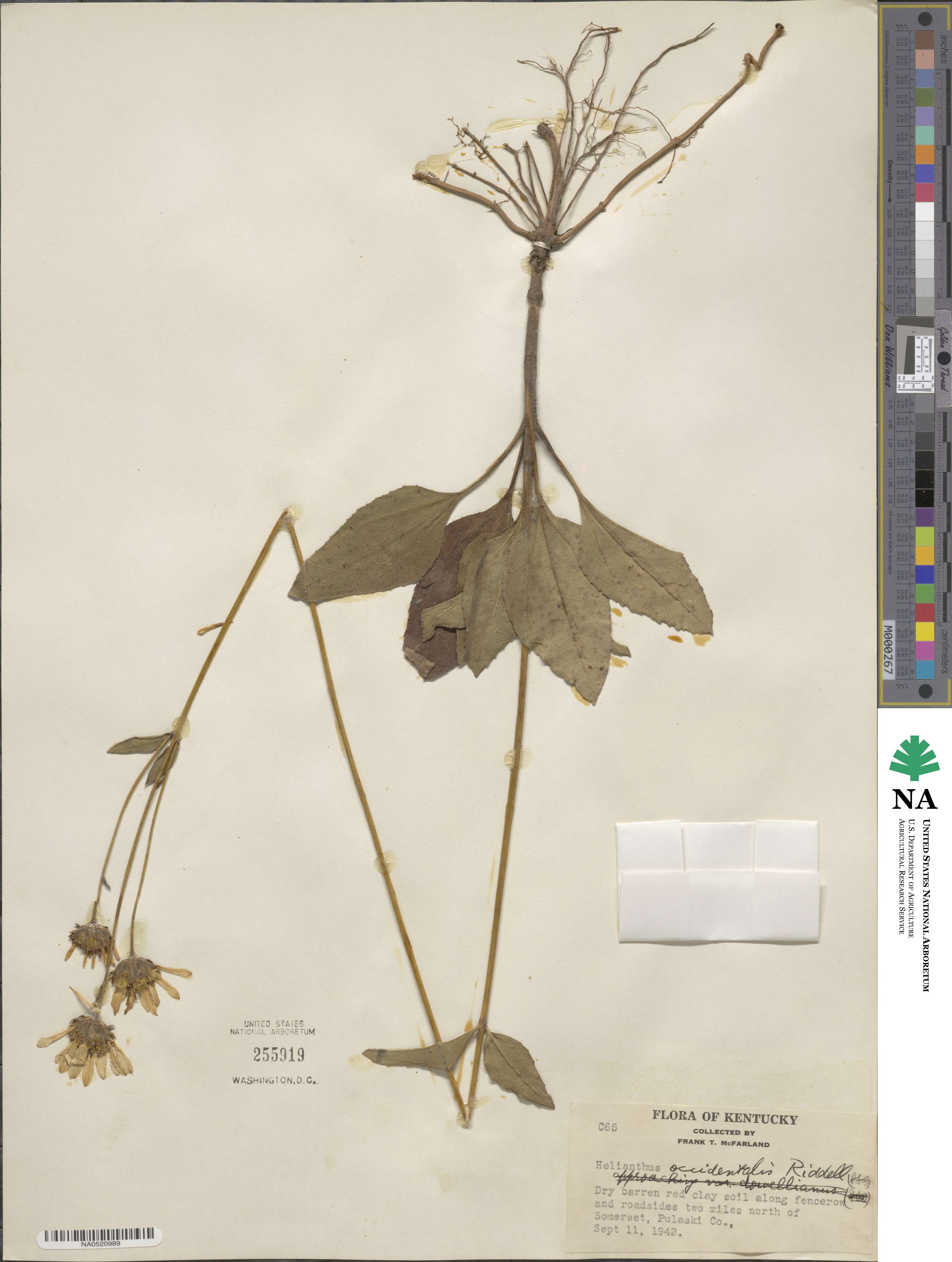 Helianthus occidentalis image
