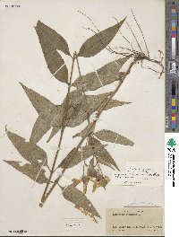 Helianthus strumosus image