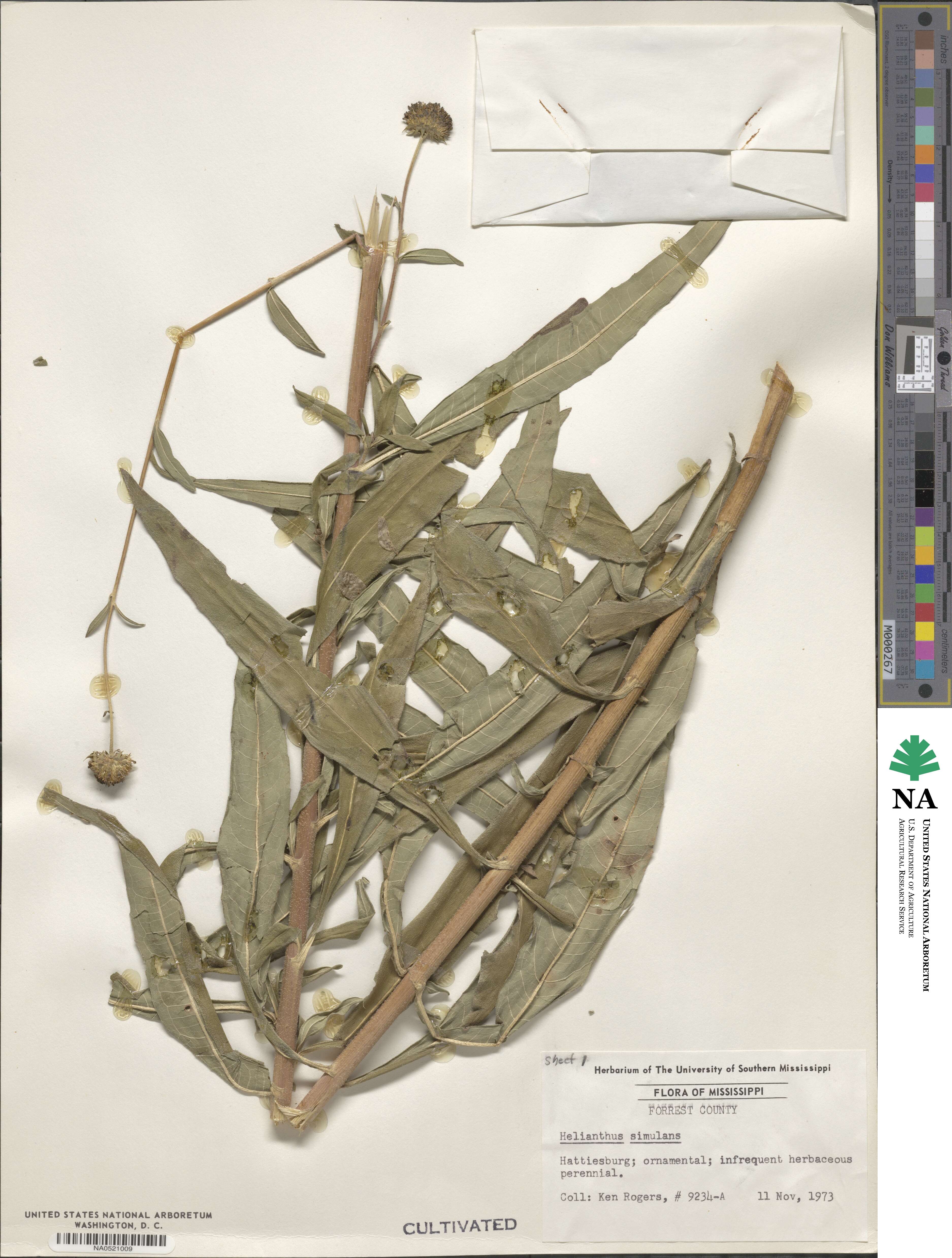Helianthus simulans image