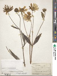 Helianthus pauciflorus subsp. pauciflorus image