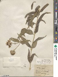 Helianthus strumosus image