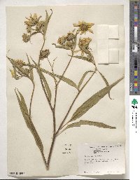 Helianthus strumosus image