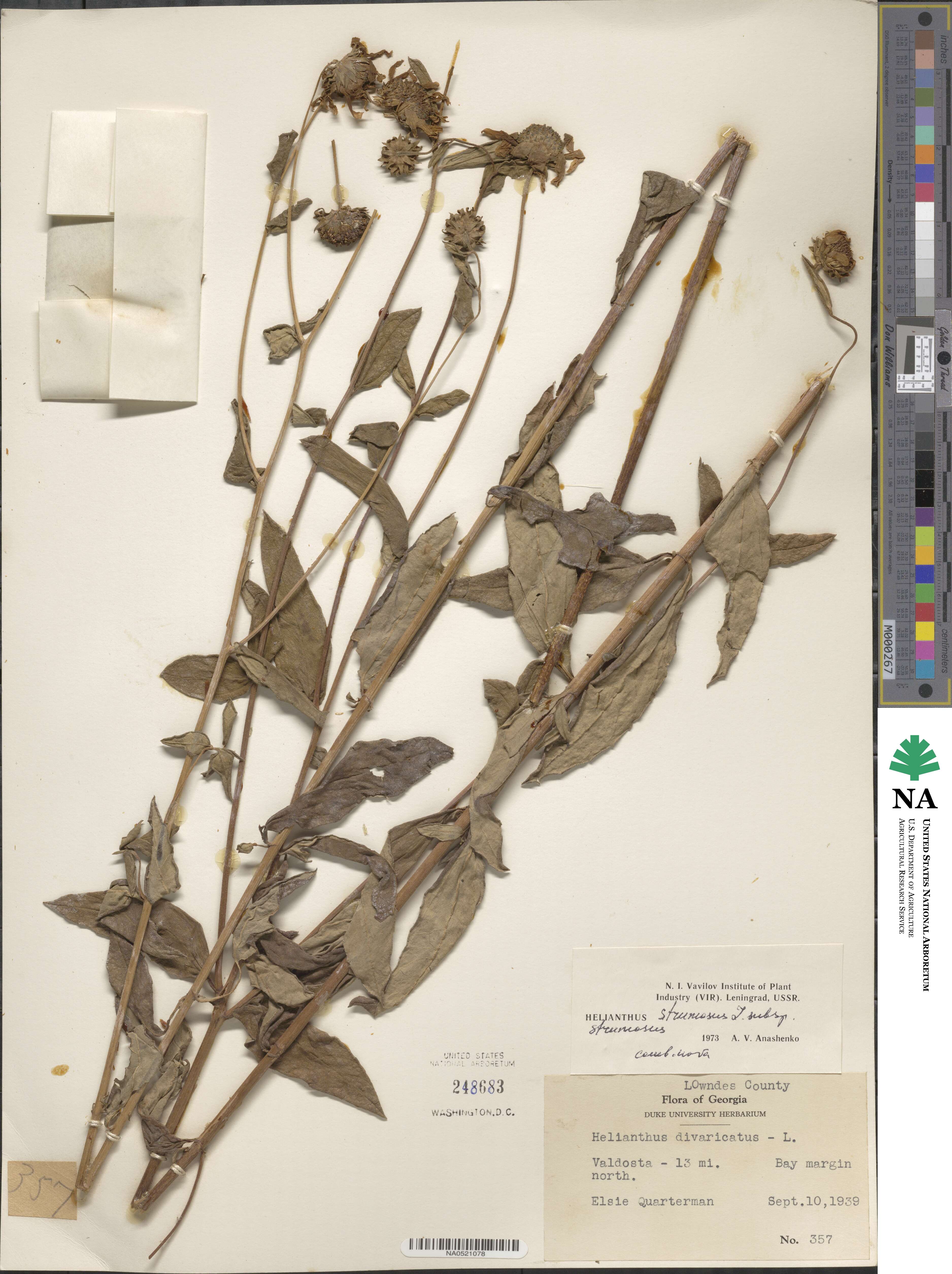 Helianthus strumosus image