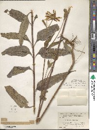 Helianthus strumosus image